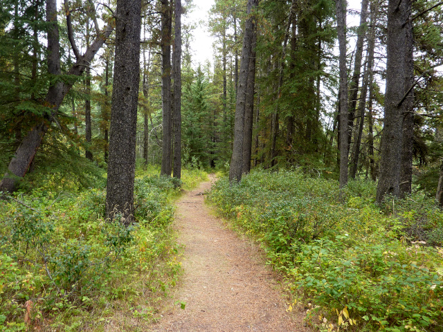 A dirt path through heavily forested area. 