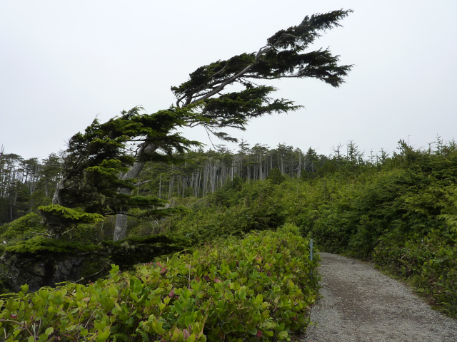 Photo of forest on Vancouver Island but the trees are low except for one scrubby evergreen bent by prevailing winds to a 45 degree angle. In lower right hand corner is a path.