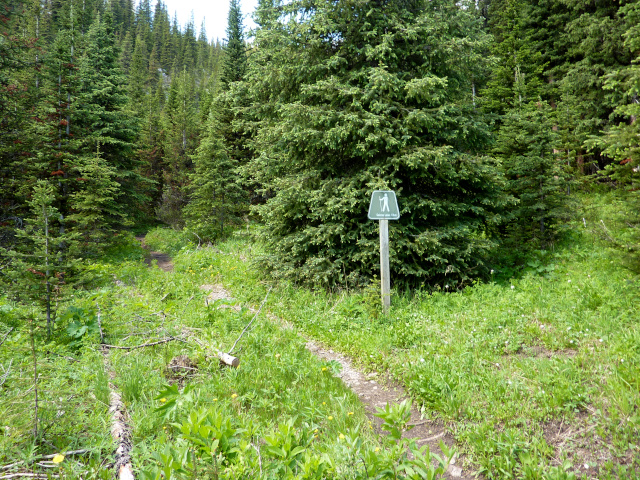 A mountain trail, but it's narrow and half over-grown. Only a small sign beside it reassures the hiker that this is an actual trail through the forest. 