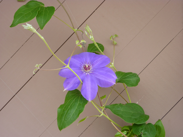 Photo of a single clematis vine climbing up a wall with seemingly nothing to cling to. There is one lovely mauve flower. 