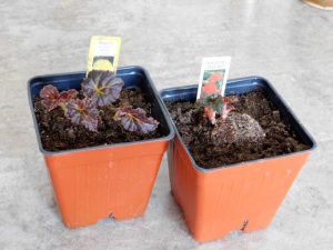 photo of two small begonia plants, just barely leafing out. 