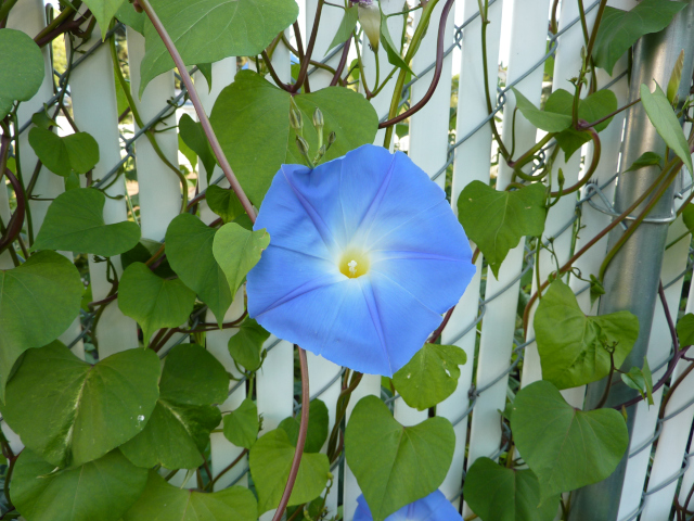 Single blue morning glory. Photo taken in the early morning when the blue is most intense.