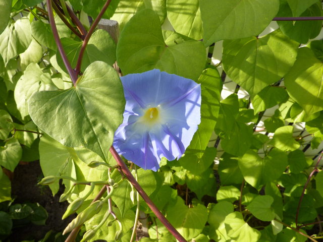 Single morning glory amongst leaves, whose shadows leave lines on the petals and turn the color slightly purple.