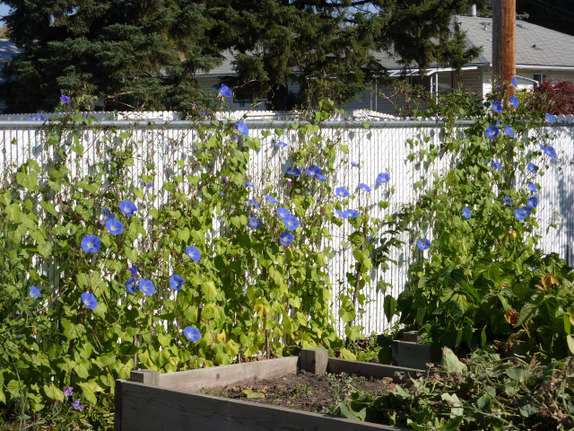 photo of the fence with the expanse of morning glory vines, dotted with flowers.