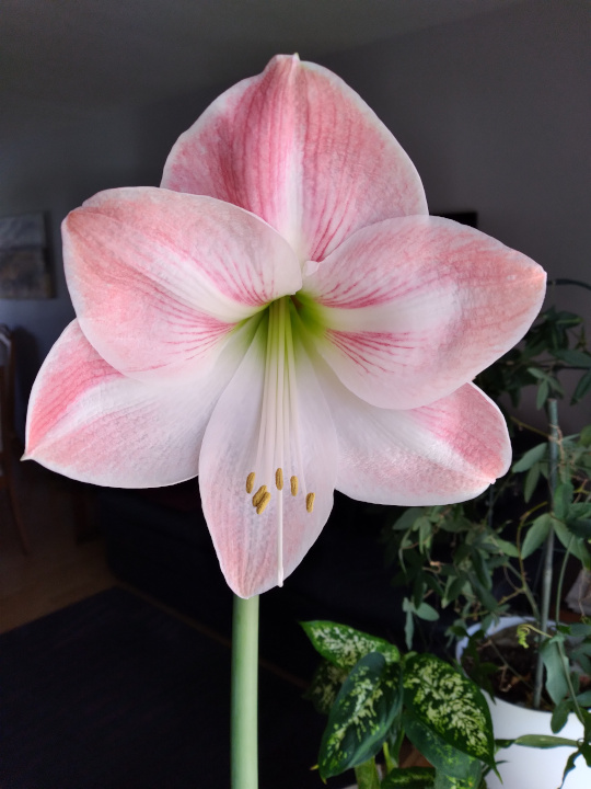 Photo of a single amaryllis, newly opened. It is mostly pink with the lower three petals partly white. 