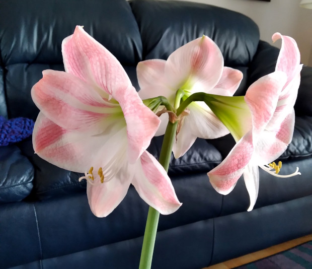 photo of the three amaryllis flowers, all wide open. 